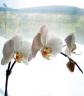 lacemohair-flower.jpg
