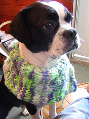 spunky-rect-josie.jpg