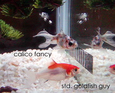 http://midnightknitter.com/blog/wp-content/uploads/2007/02/fish31.jpg